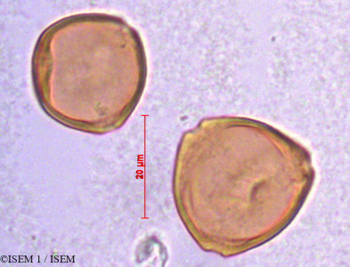 ISEM 1/Corylus_maxima_29177/Corylus_maxima_29177_0001(copy)_thumb.jpg